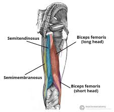 In human anatomy, a hamstring (/ˈhæmstrɪŋ/) is any one of the three posterior thigh muscles in between the hip and the knee (from medial to lateral: The Ultimate Cheatsheet To The Best Bodyweight Hamstring Exercises Yuri Elkaim