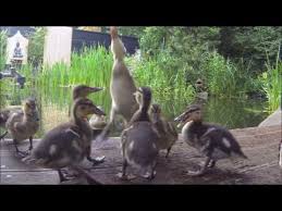 Unsere Wildenten Im Gartenteich Youtube
