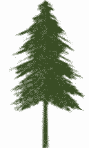 Image result for Diospyros crassiflora