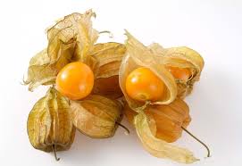 Image result for Physalis lagascae