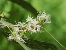 Image result for Eucalyptus tereticornis