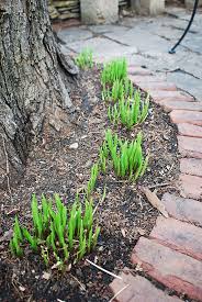 Multiple unusually dry summers in a row can be especially. Spring Gardening