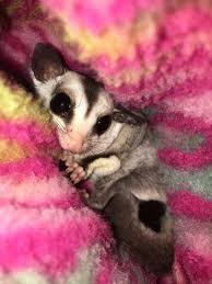 Best Female Sugar Glider For Sale In Huntersville North Carolina For 2020