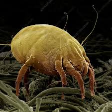 Image result for Dust mite