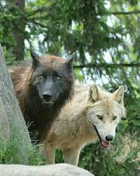 Couple Of Wolves Wolves Photography Animals Wild Wolf Love