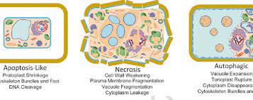 Check spelling or type a new query. 3 Classes Of Programmed Cell Death Described In Plants Apoptosis Like Download Scientific Diagram