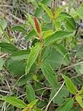 Image result for Acalypha welwitschiana