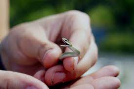 Baby Smooth Green Snake Google Search Green Snake Animal Wallpaper Snake