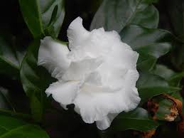 Coupled with the fact that in contrast, the flower market in the heritage city of mysore is a picture of tradition and is. Types Of Flowers 170 Flower Names Pictures Flower Glossary