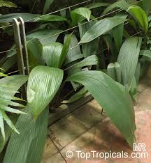 Image result for Curculigo latifolia