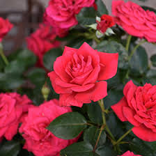 Many kinds of shrub roses have been introduced in recent years, especially the ground covers, such as 'cliffs of dover', 'flower carpet' and 'jeepers creepers'. Easy Elegance Super Hero Shrub Rose Rosa Super Hero In Inver Grove Heights Minnesota Mn At Gertens