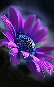 Pin By Jpd On Gardening Purple Flowers Wallpaper Beautiful Flowers Images Flower Images