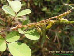 Image result for Rhynchosia tricuspidata