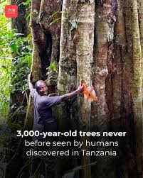 Image result for Tessmannia