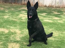 Akc Paw Of Courage Awarded To Dutch Shepherd K9 Max Of Lubbock Pd