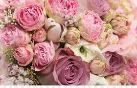 Stockfotos und lizenzfreie bilder thema pfingstrose. Blume Blumenstrauss Rosen Geschnitten Blumen Pfingstrosen Png Herunterladen 1680 1050 Kostenlos Transparent Rosa Png Herunterladen