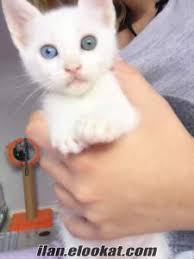 Yavru Kedi Van Kedisi Molly Yuvasina Gitmek Icin Hazir