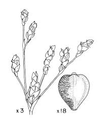 Image result for Bulbostylis clarkeana