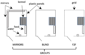 That's how i got my rabbit. Animals Free Full Text Mirrors Improve Rabbit Natural Behavior In A Free Range Breeding System