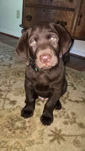 7 Week Old Chocolate Lab Lab Puppies Large Dog Breeds Labrador Retriever Puppies
