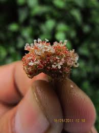 Image result for Lecanthus peduncularis