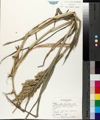 Image result for Echinochloa frumentacea
