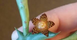 Image result for Orbea schweinfurthii