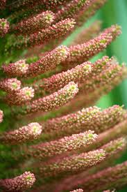 Image result for Gunnera