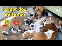 Pug Dog Diet Plan Pug Dog Diet Chart In Hindi Pug Dog