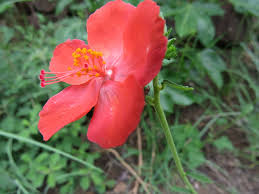 Image result for Hibiscus barbosae