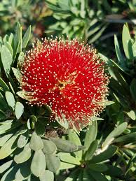 Image result for Callistemon