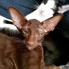 Fluffy black brown female cat spayed neutered high. Havana Brown Cat The Cats Meow Center Cat United