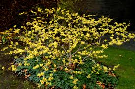 Image result for Hamamelis mollisi
