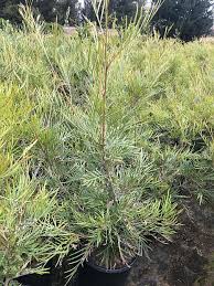 Image result for Grewia cyclopetala