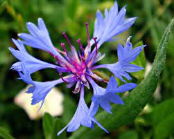 Cornflower Annual Plants Beautiful Flowers Cornflower