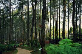 Suasana alami yang asri juga bisa toppers temukan di grafika cikole, kawasan wisata di lemabang yang merupakan area hutan pinus yang menjadi salah satu tujuan rekreasi favorit keluarga ataupun. Orchid Forest Cikole Ekowisata Yang Memanjakan Mata Di Lembang Bandung