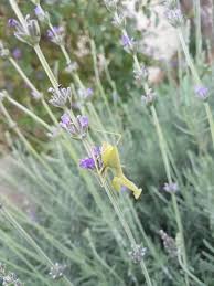 Delightful Praying Mantis On The Lavender Gottesanbeterin