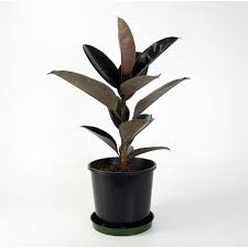 300mm Rubber Plant Ficus Elastica Burgundy Rubber Plant Ficus Elastica Plants