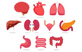 Donation may be for research or, more commonly, healthy transplantable organs and tissues may be donated to be transplanted into another person. Free Persuasive Speech On Organ Donation