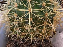This mexican cactus uses tiny. Is My Barrel Cactus Rotting
