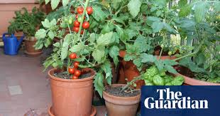 217 024 просмотра 217 тыс. How To Grow Vegetables On A Balcony Gardening Advice The Guardian