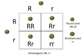 What Is Mendels Law Of Segregation