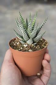 Image result for Habenaria attenuata