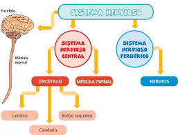 Sistema nervioso humano para niños el cerebro partes y. Imagenes Del Sistema Nervioso Fotos Dibujos Ilustraciones Con Nombres Saberimagenes Com
