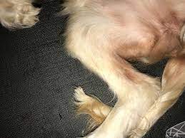 My Dog Has Been Licking Herself A Lot By Her Butt And Private Area Recently She Has Just Started Kicking Her Legs A Lot Too The Skin Petcoach