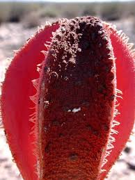 Image result for Hydnora