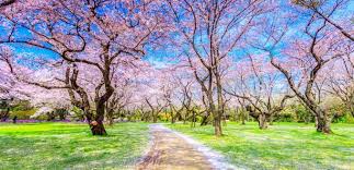 • blossom (noun) the noun blossom has 2 senses What S The Meaning Of Hanami Favy