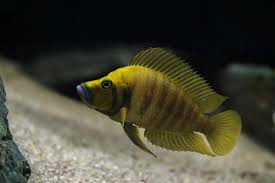 Image result for Cyphia brachyandra