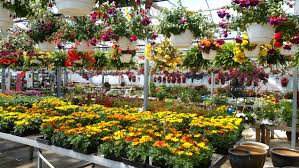 All year flowers to plant. It S Green And Colorful All Year Round At Olney S Flowers Rome Daily Sentinel