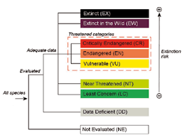 Image result for Mesanthemum glabrum
